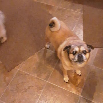 Dad i want steak for dinner!