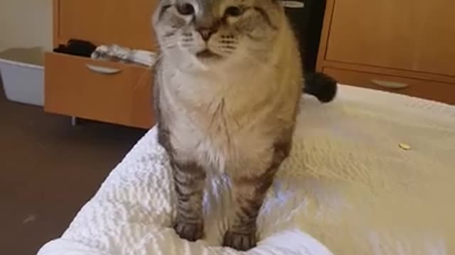 Cat has a big sneeze during movie!