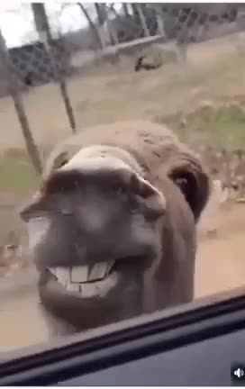 🤣 He's Adorable! 😂