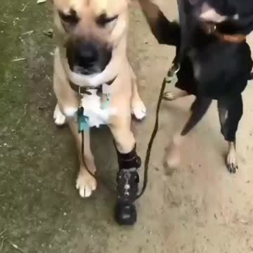 Tow dog are best friend #sweet