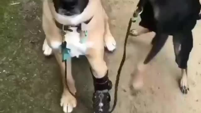 Tow dog are best friend #sweet