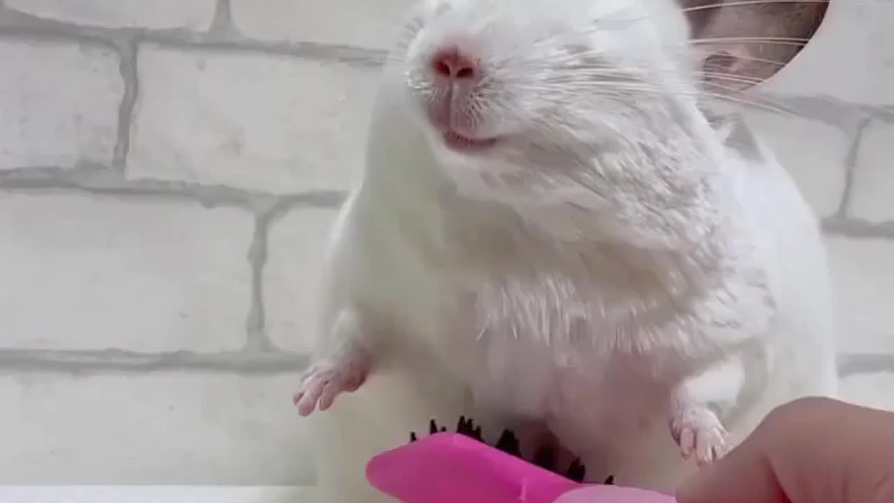 Happy mouse