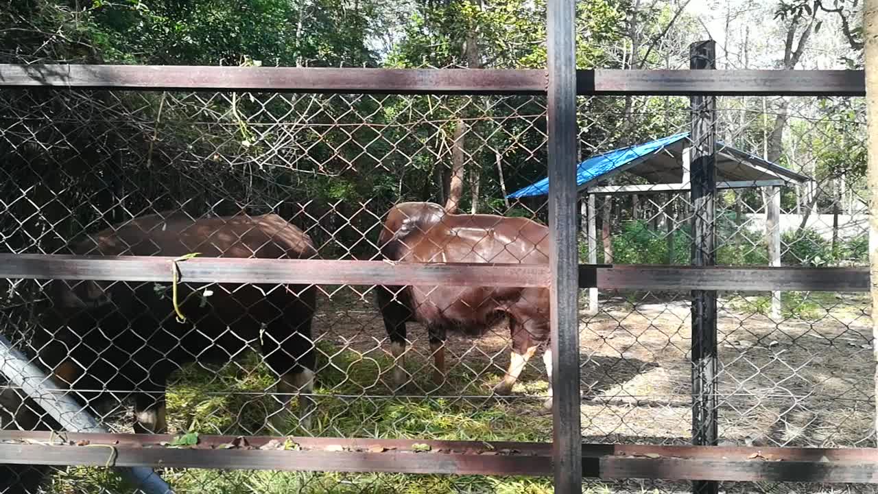 Wild caw eating their food