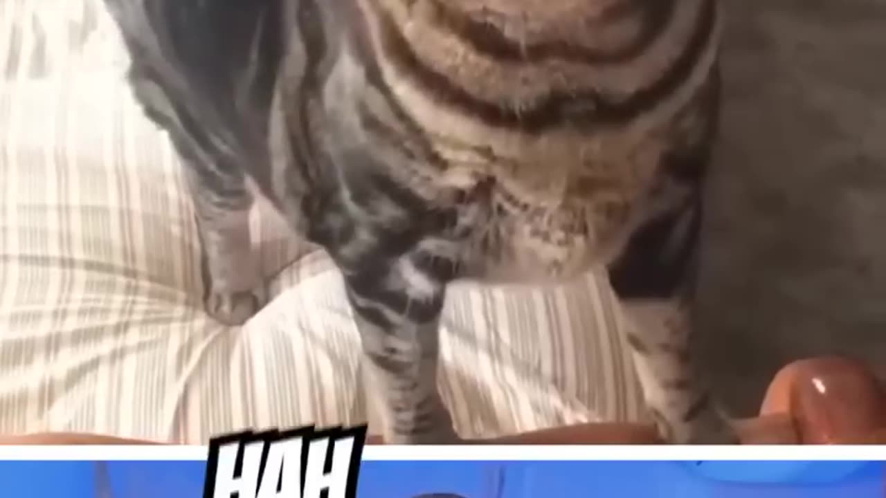 TRY NOT TO LAUGH CHALLENGEE WKTH MY FRIENDS- FUNNY ANIMAL VIDEO