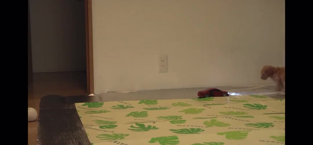 a video of a dog playing