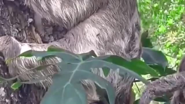 Small sloth rescue ♥️😰