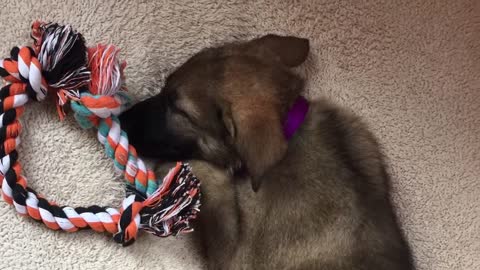 German Shepherd Dog PUPPY GROWTH #6