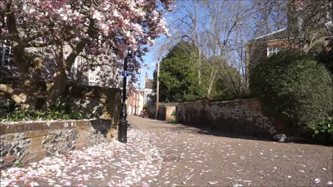 Pink tree leaves fallen on street Morning day