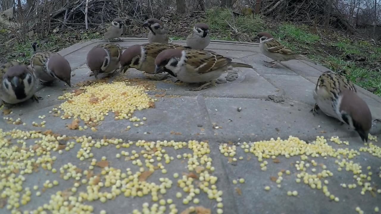 Sparrow Eating Birds Seeds On A Concrete Ground