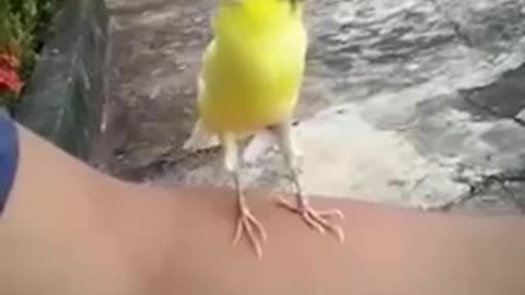 SUPER CUTE BIRD