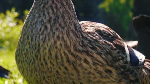 I guess it's a duck