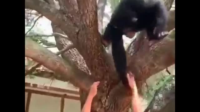 Tarzan the monkey