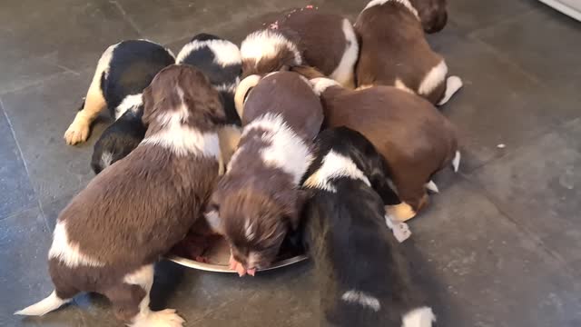 Puppy massacre at the food bowl