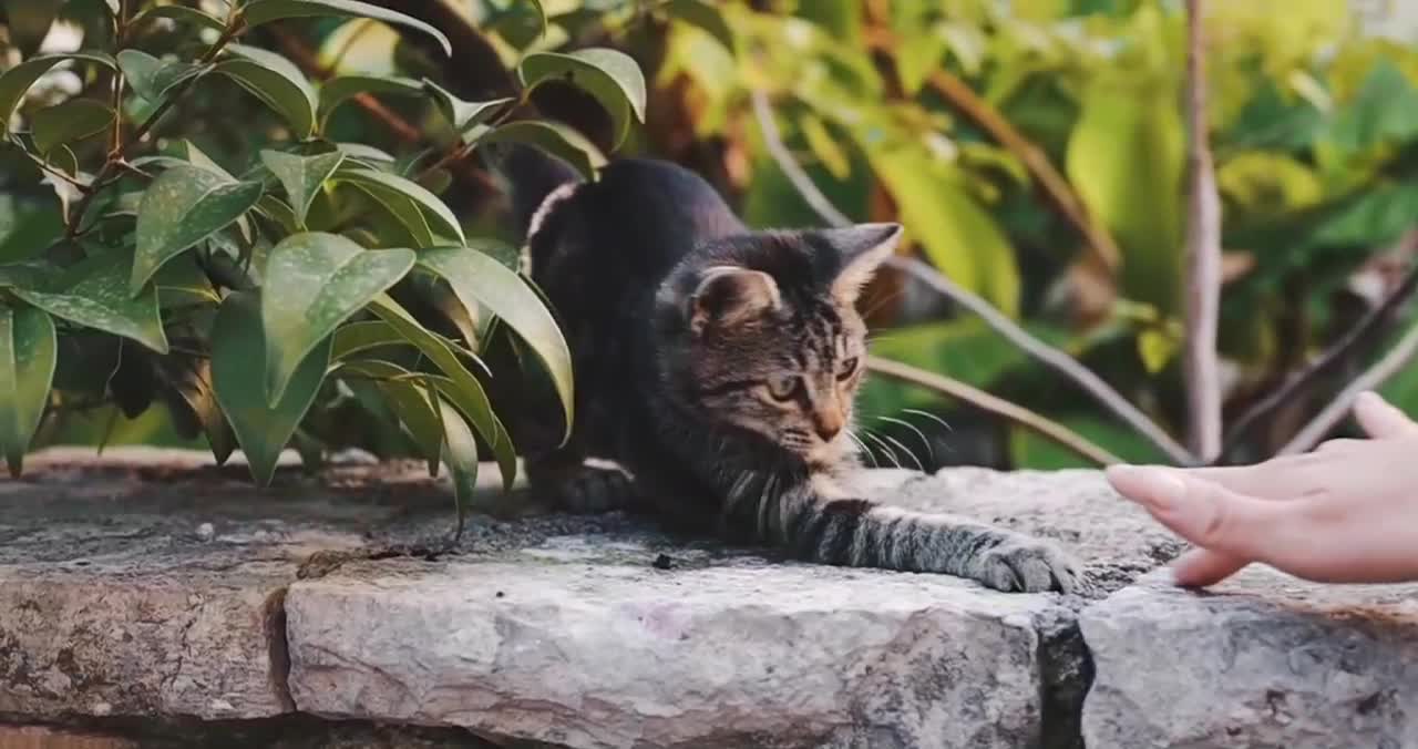 BEAUTIFULL CAT TRY TO PLAYING WITH MY HAND