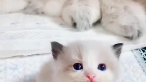 Let's see the cute kitten's expression