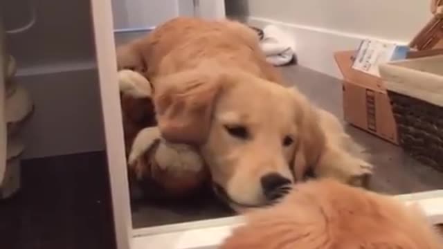 🔊"Mirror, mirror on the wall....HEY! Who's this dog?!?!"😂