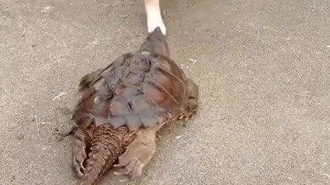 Funny cat and turtle video animal funny videos