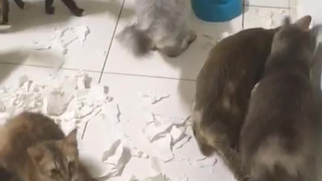 Cats Destroyed Toilet Paper and Didn't Admit It