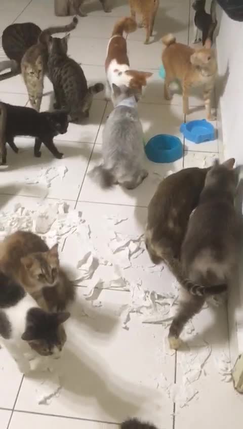 Cats Destroyed Toilet Paper and Didn't Admit It