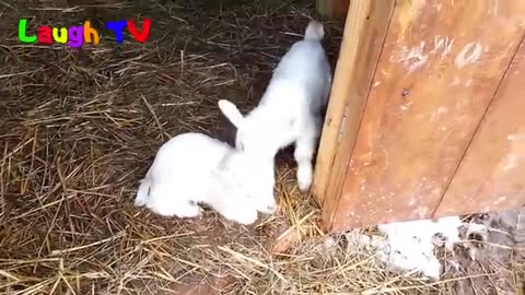 Cute Baby Goats - A Cutest And Funny Goats Baby Videos Compilation