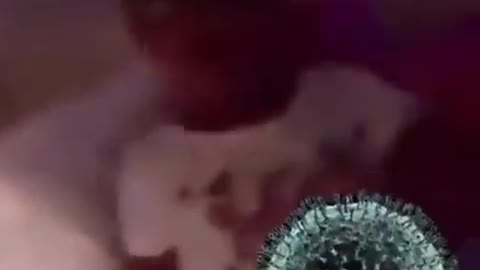 Covid lollipop 😂😂#funny Videos