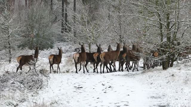white tailed deer