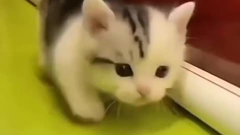 Aww so cute & funny cat