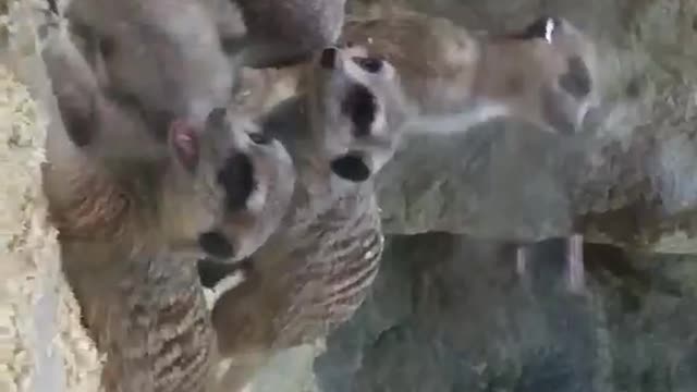 Beautiful family of meerkats