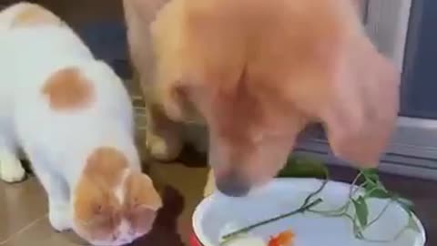 Cute Dog