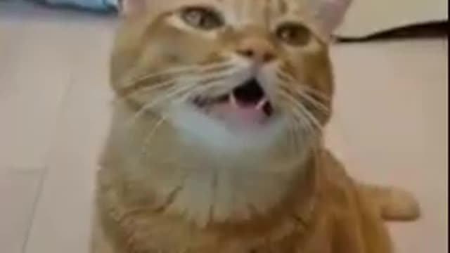 Adorable Ginger cute Cat Singing 😍😂🤣