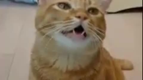 Adorable Ginger cute Cat Singing 😍😂🤣