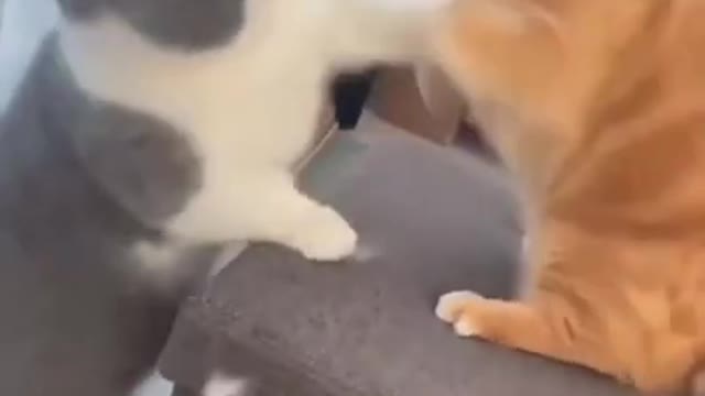 cute and funny cat | NO FIGHTING GIRLS 🤣🤣 FUNNY CAT