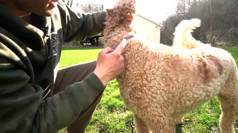 HOW TO SAFELY TEACH/CORRECT YOUR DOG!
