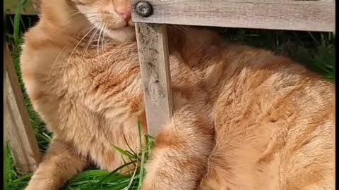 Ginger cat playing in a flower stand