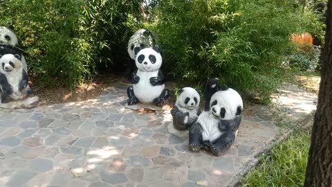 These little pandas are so cute