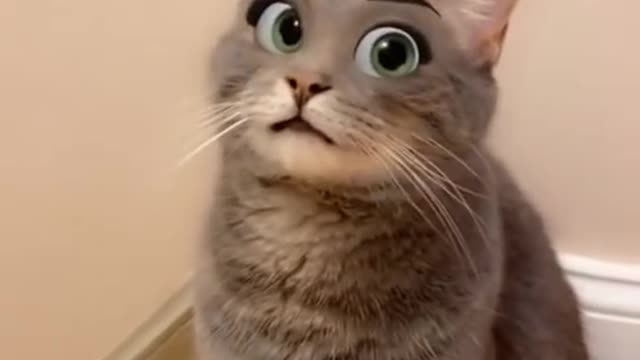 Funniest tiktok eye filter _ this cat is dope _ Funny cat video 🐱