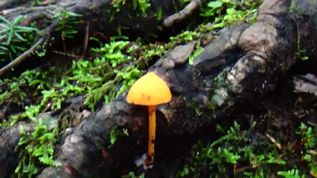 Mushroom