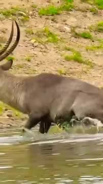 crocodile hunting deer in the river