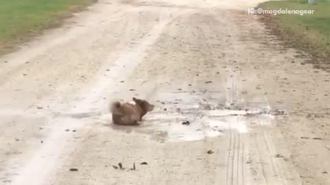 Tan dog lays in puddles in the middle of a dirt road