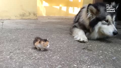 Cute Kittens Playing: Adorable Fluffballs Having Fun