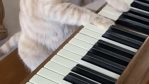 Funny animal video the cat is playing the piano it really makes us laugh