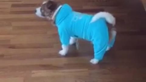 My Fat Jack Russell Terrier
