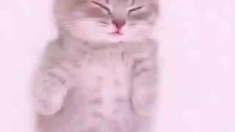 --Aww-- Cutest and Funniest Cats Video-- Cute Cats