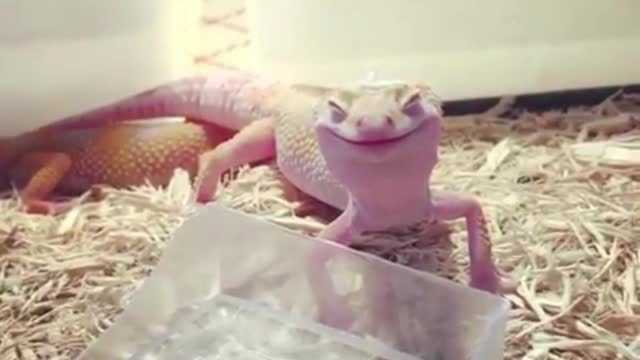 This little guy has a funny laugh