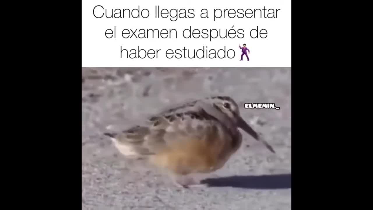 Trata de ser fuerte y no reir a carcajadas