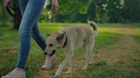 A dog free of a leash is walking next to female's legs in park. No faces