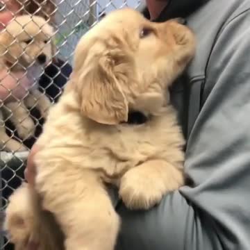 Baby and puppy besties love playing outside together #1785