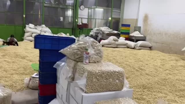 Vietnamese Cashew Nuts Farm & Exporter - Kimmy Farm