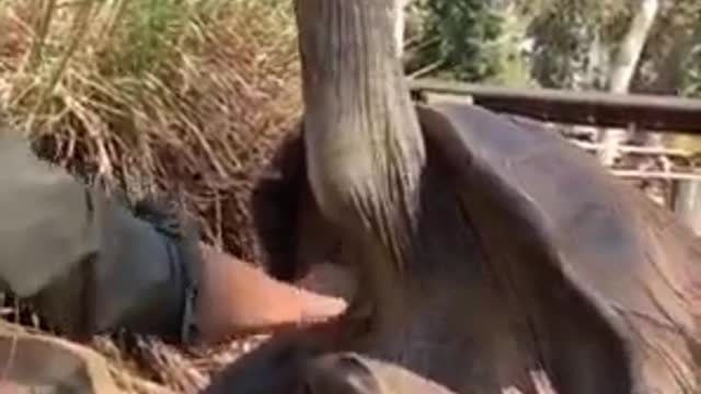 Meet Johnson, The Oldest Tortoise On The Earth