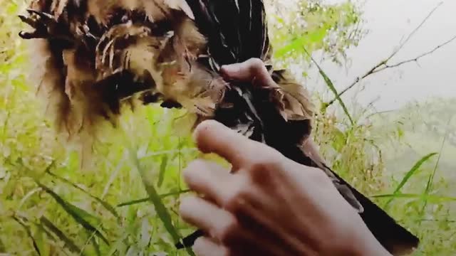 Guy Frees Beautiful Eagle Tangled In Tree Branches